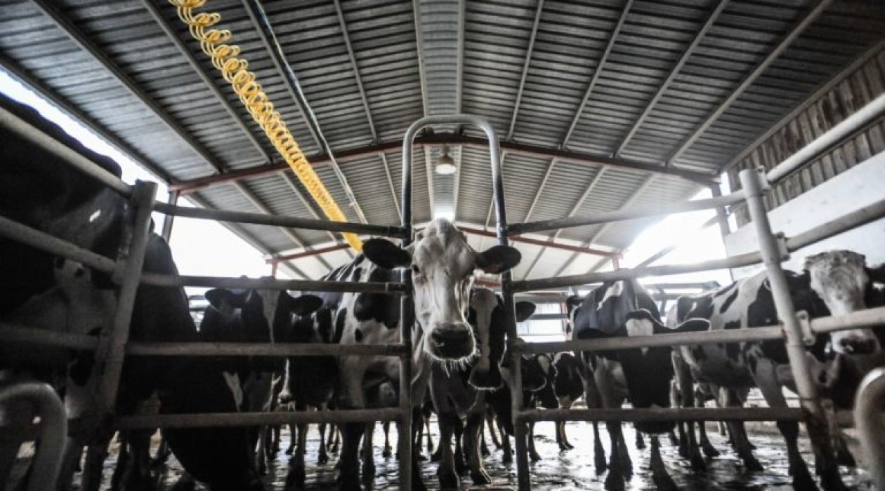 Kampaň Bílé minus informuje o stinné stránce mléčného průmyslu